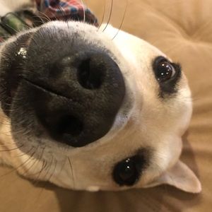 Meet your Posher, Grace